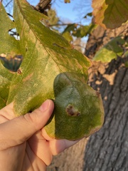 Taphrina caerulescens