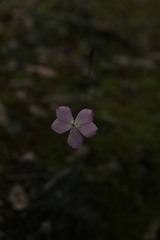Dianthus caryophyllus