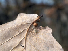Andricus quercuspetiolicola