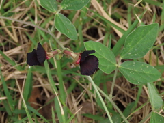 Macroptilium atropurpureum
