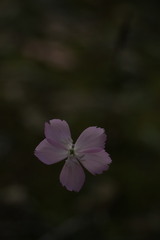 Dianthus caryophyllus