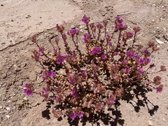 Cistanthe salsoloides