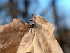 Andricus quercuspetiolicola