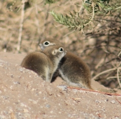 Xerospermophilus tereticaudus