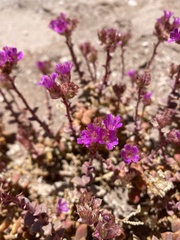 Cistanthe salsoloides