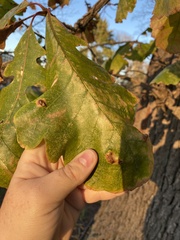 Taphrina caerulescens