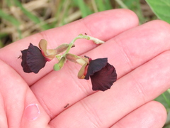 Macroptilium atropurpureum