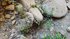 Muehlenbeckia complexa