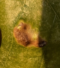 Taphrina caerulescens