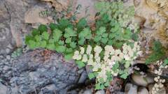 Adiantum orbignyanum