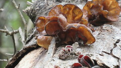 Auricularia angiospermarum