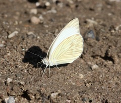 Ascia monuste monuste