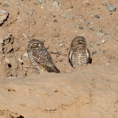 Athene cunicularia hypugaea