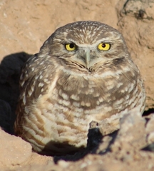 Athene cunicularia hypugaea
