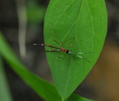 Nonninae