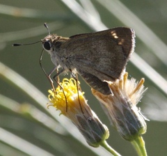 Polites vibex praeceps