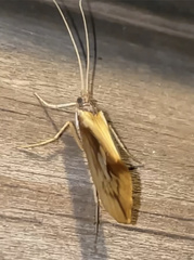 Platycentropus radiatus