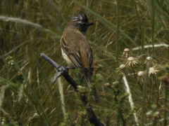Polystictus pectoralis