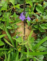 Stachytarpheta jamaicensis