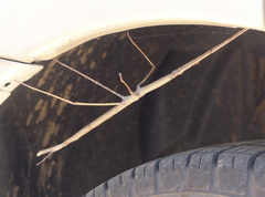 Ctenomorpha marginipennis