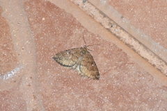 Larentia malvata