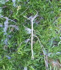 Ctenomorpha marginipennis