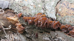 Auricularia angiospermarum