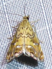 Glaucocharis selenaea