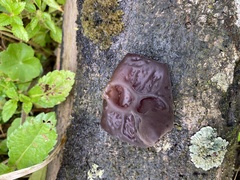 Auricularia auricula-judae