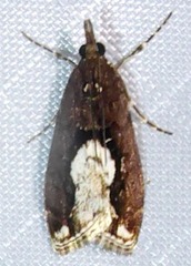 Eudonia hemiplaca