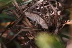 Parapoynx allionealis