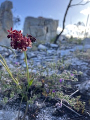 Codonorhiza micrantha