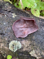 Auricularia auricula-judae