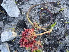 Codonorhiza micrantha