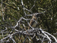 Polystictus pectoralis