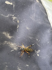 Xanthocryptus novozealandicus