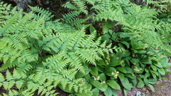 Pteridium aquilinum latiusculum