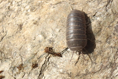 Armadillo officinalis