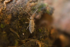 Entomobrya