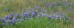 Lupinus nanus