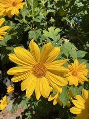 Tithonia diversifolia
