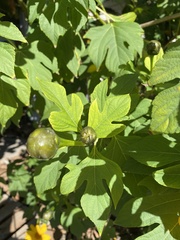 Tithonia diversifolia
