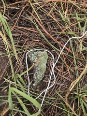 Flavopunctelia soredica