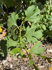 Tithonia diversifolia