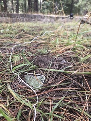 Flavopunctelia soredica