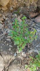 Minthostachys mollis