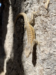 Liolaemus constanzae