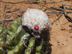 Melocactus schatzlii