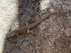 Liolaemus constanzae