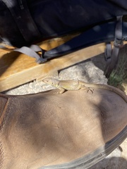 Liolaemus constanzae